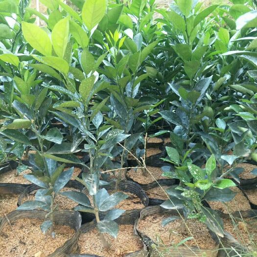 瑞金市纽荷尔脐橙苗 杯苗袋苗 0.5米以下