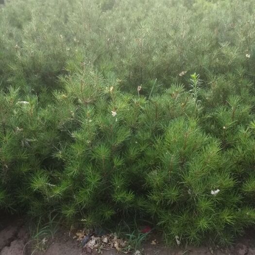 临猗县山西白皮松