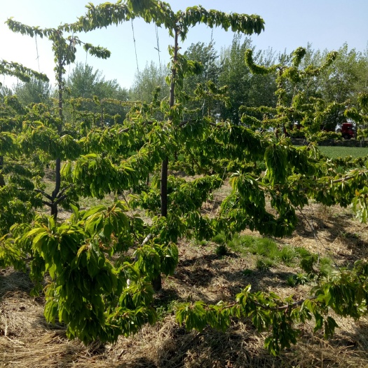 绛县俄罗斯8号樱桃苗 