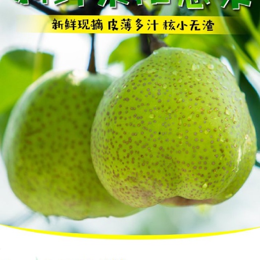 莱阳市莱阳梨 250-300g 85mm以上