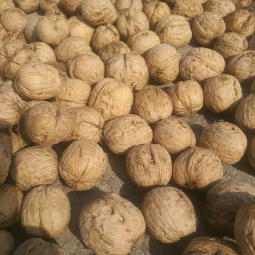 涉县薄皮核桃 