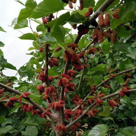 绍兴桑叶 保质保量支持药检，不夸大宣传