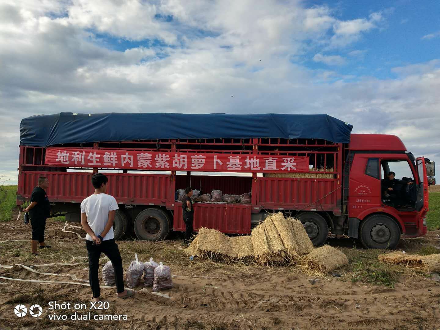 紫胡萝卜种子