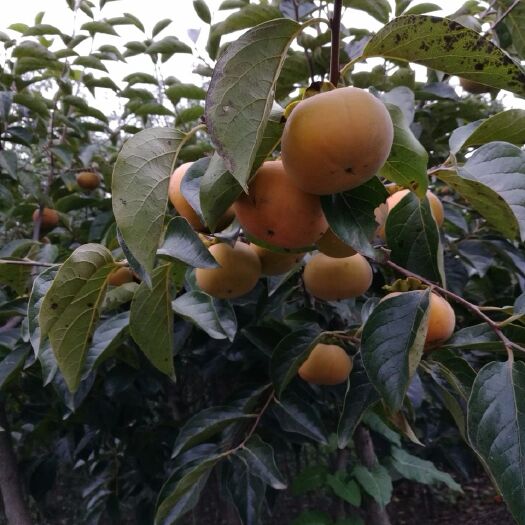 泰安阳丰甜柿苗
