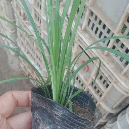青州市麦冬草 
