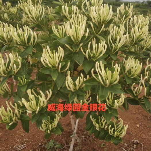 荣成市北花一号金银花苗  北花一号金银花，基地直供，包技术包回收