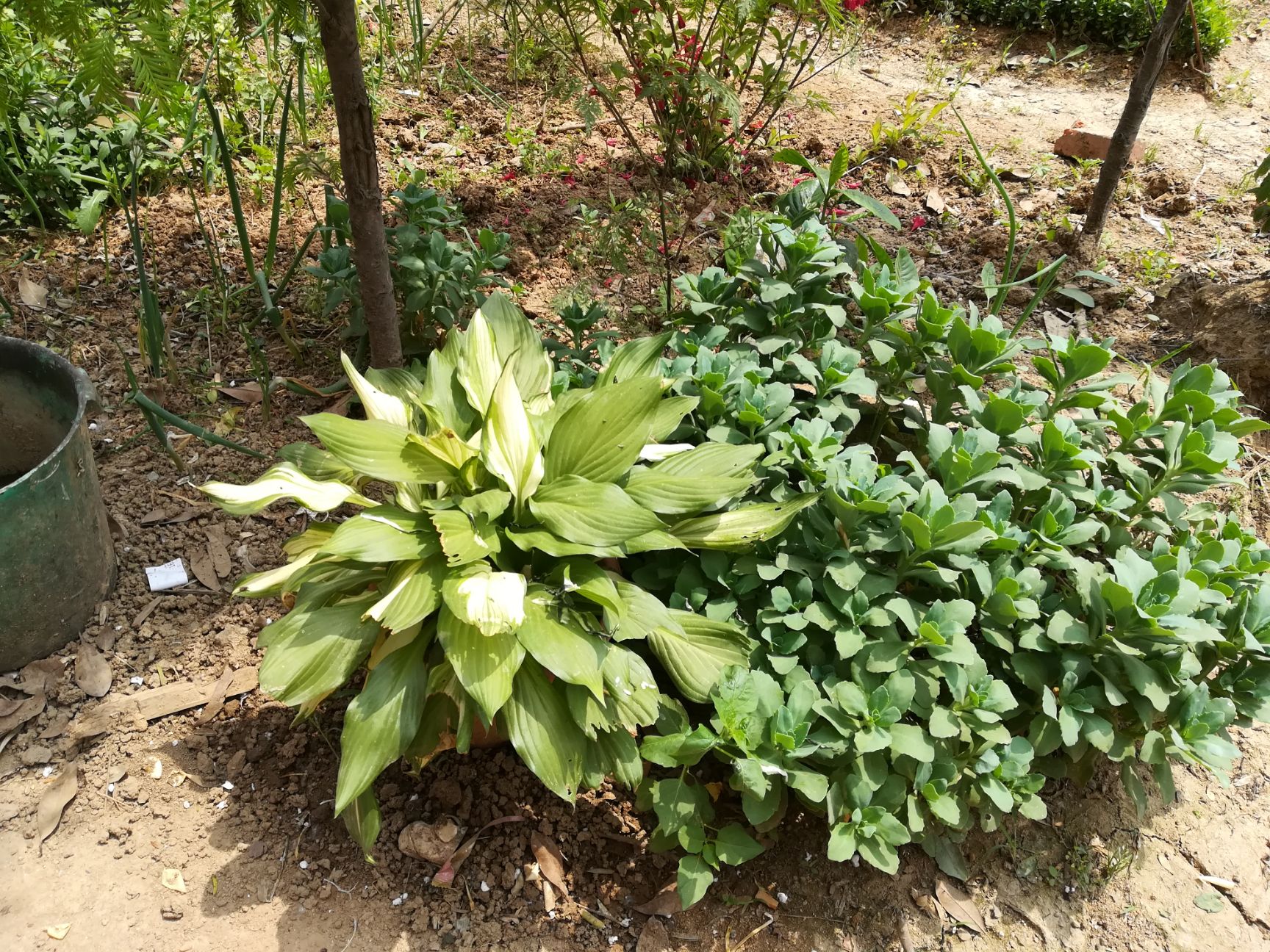 鸢尾  蓝花，白花移栽老苗。量大。