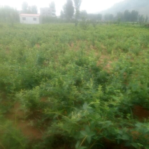 平邑县四季金银花苗 二年苗，根系发达，成活率高，釆花期长，花雷大，耐干旱！