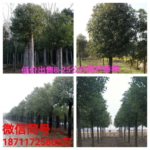 益阳小叶樟  各规格截杆移栽香樟1871172  5800