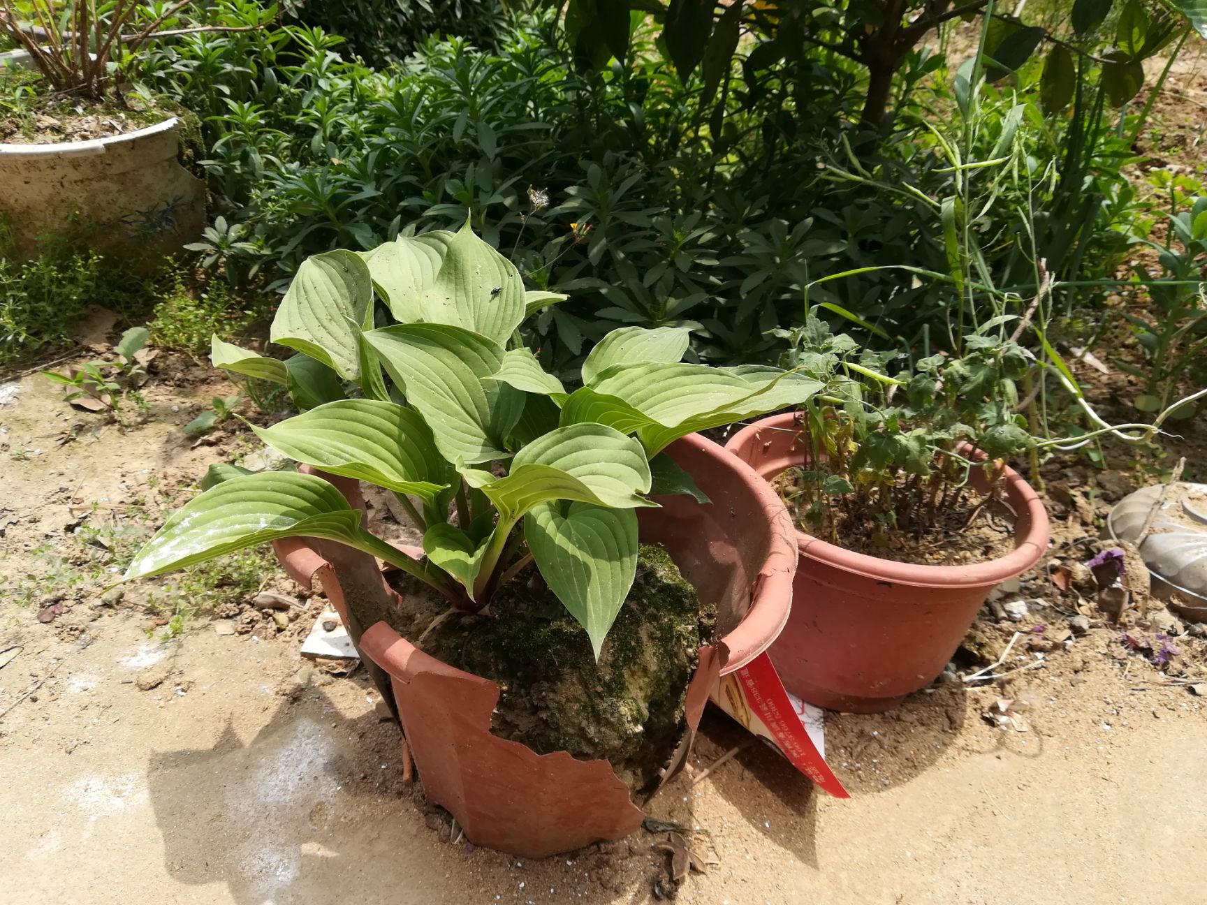 鸢尾  蓝花，白花移栽老苗。量大。