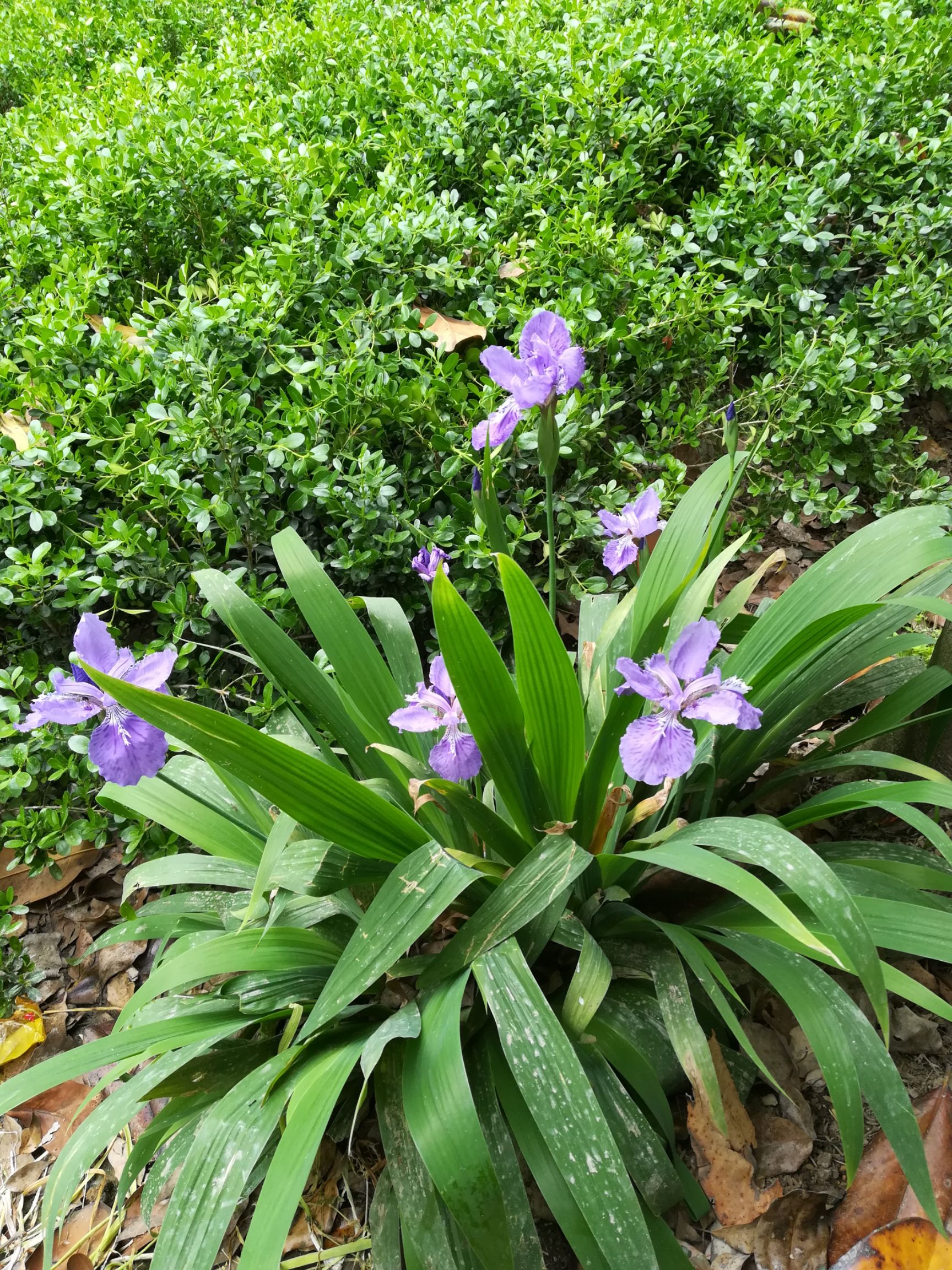 鸢尾  蓝花，白花移栽老苗。量大。