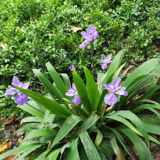 光山县鸢尾  蓝花，白花移栽老苗。量大。