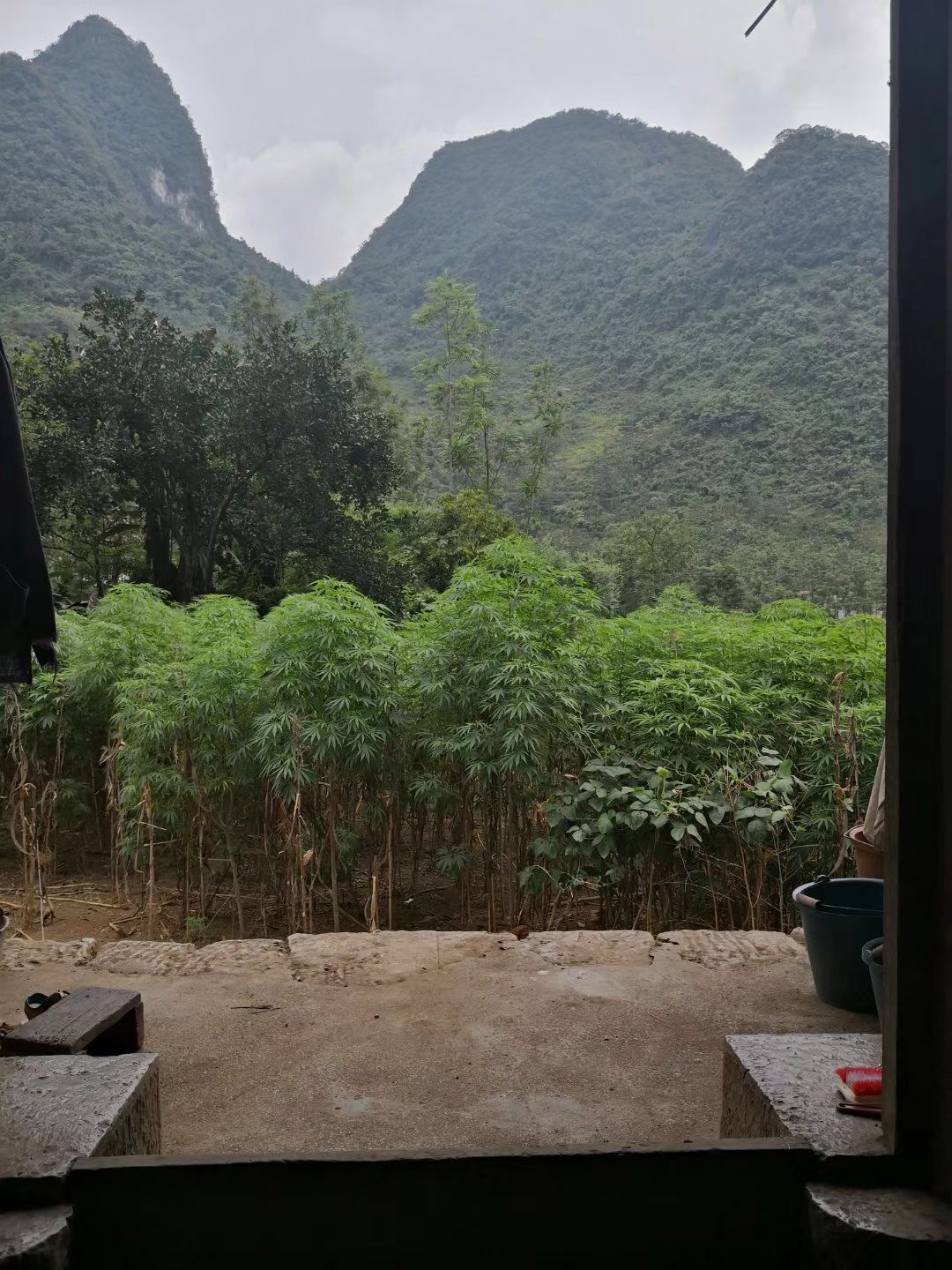 火麻籽 火麻仁  都是当年新货