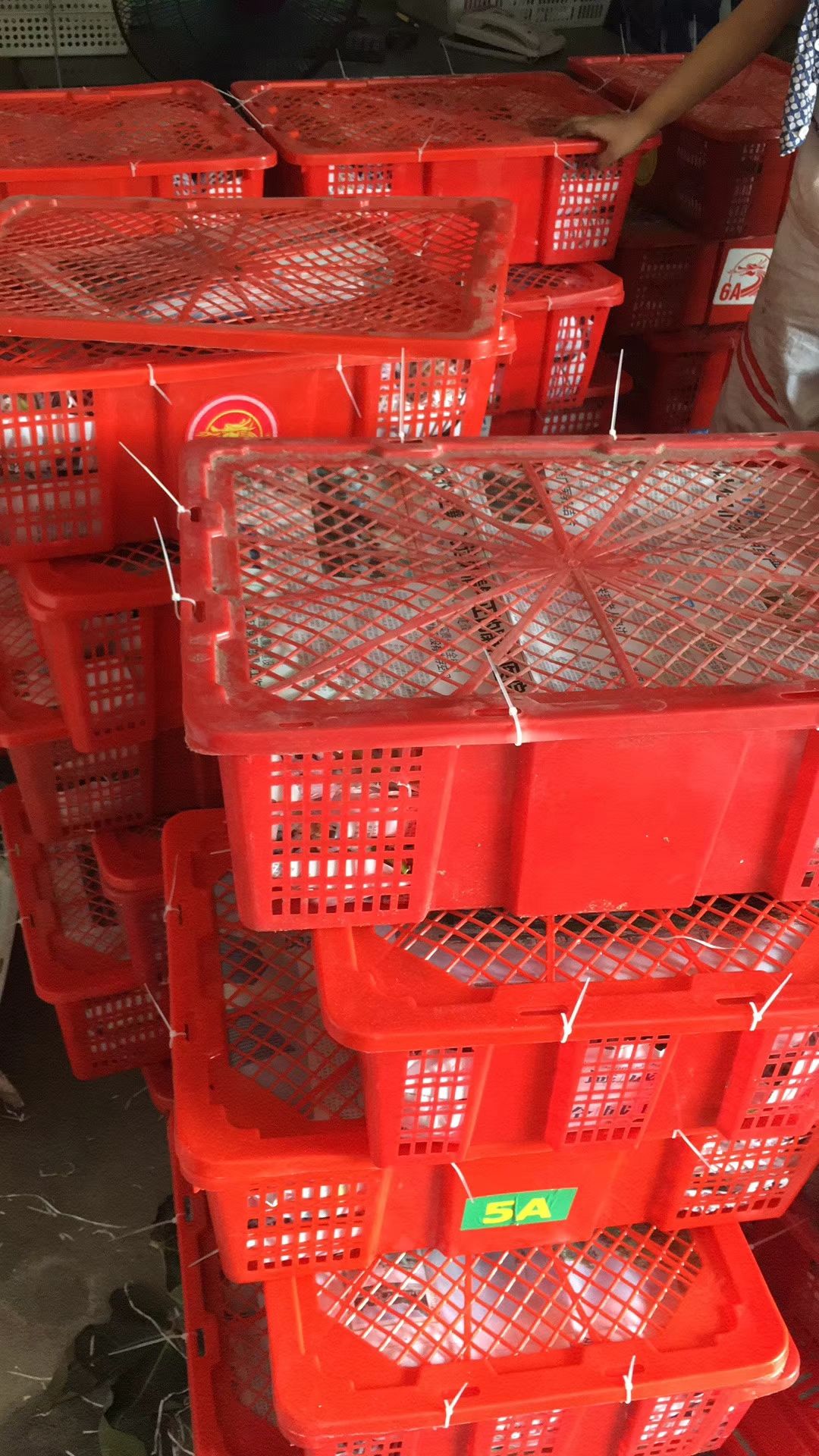 玛斯义陶芬  基地无花果大量上市落地价