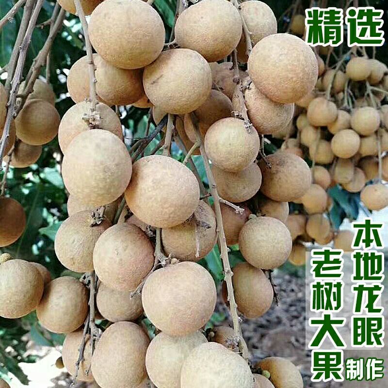 带壳桂圆 袋装 优等 带壳 