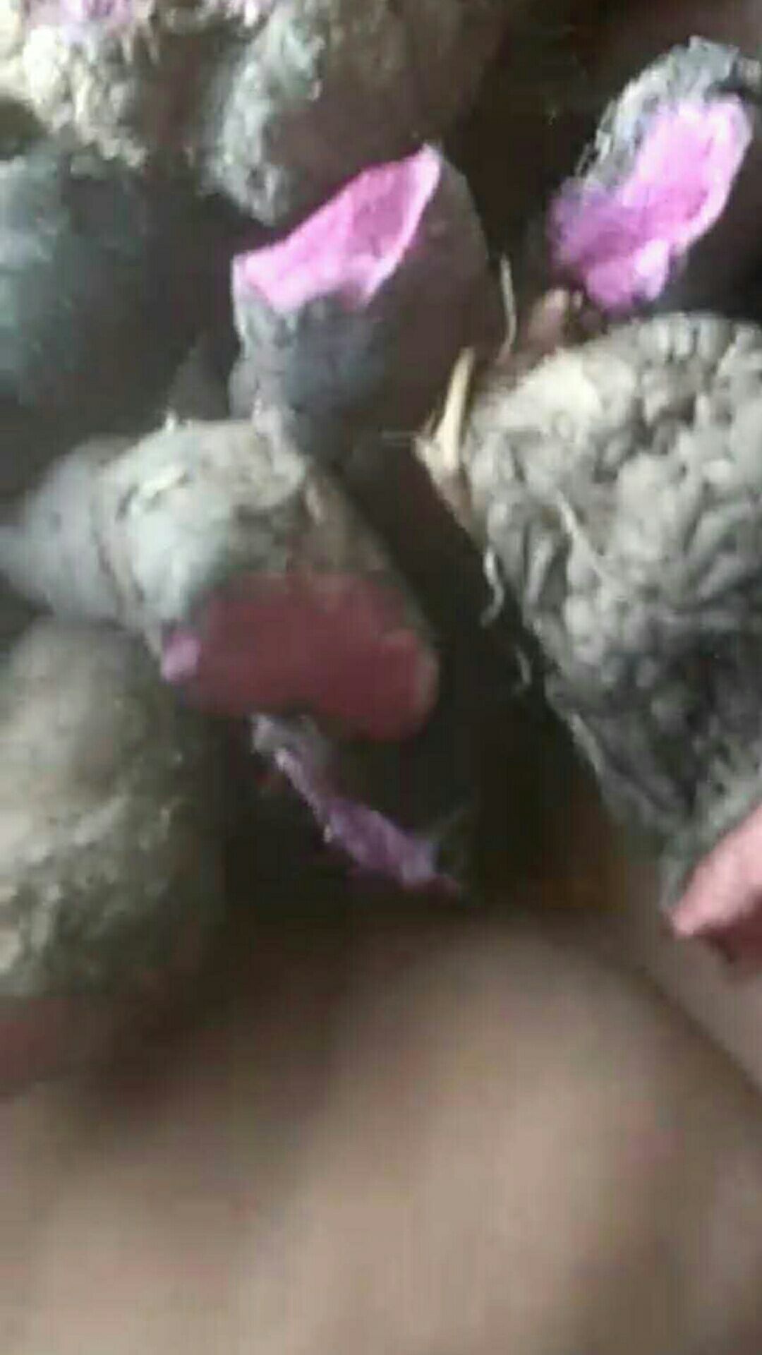 陇西县拳参 