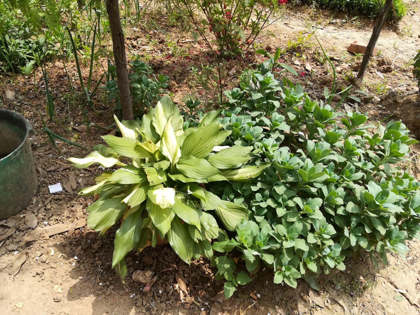 鸢尾  蓝花，白花移栽老苗。量大。