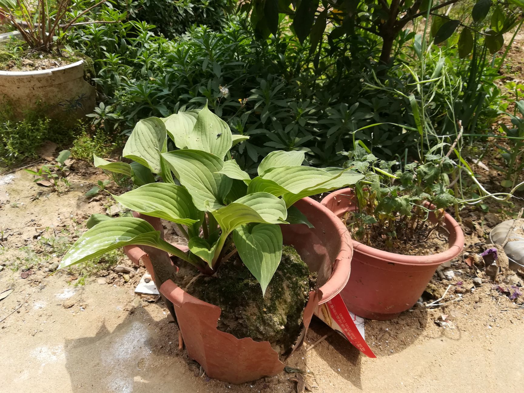 鸢尾  蓝花，白花移栽老苗。量大。