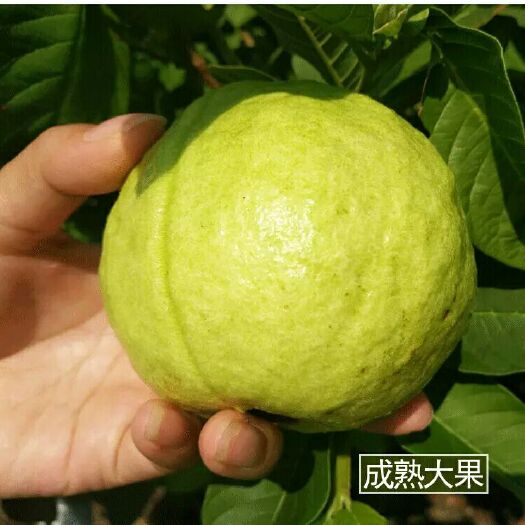 高州市番石榴珍珠巴乐现货