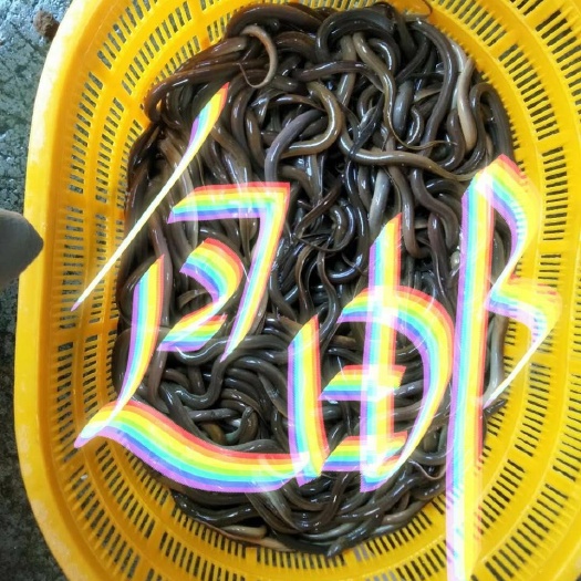 广州黄鳝(5钱-8钱)  鲜活发货  包邮