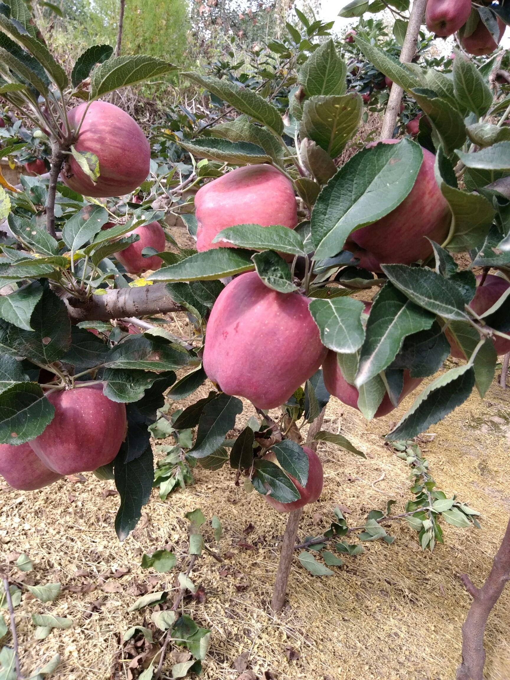花牛 高捡次果