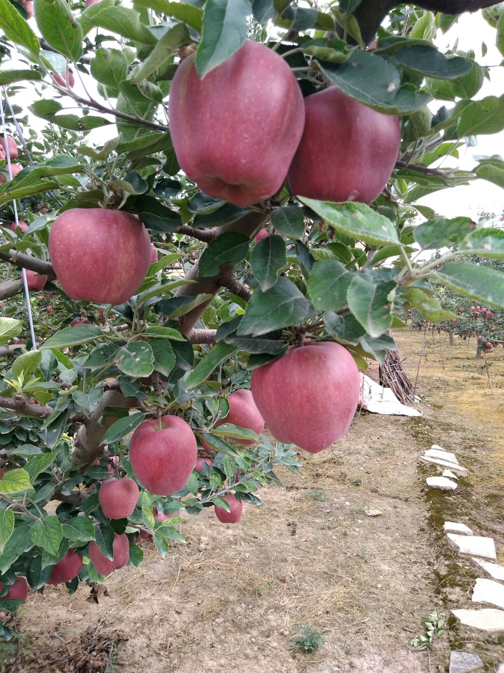 花牛 高捡次果