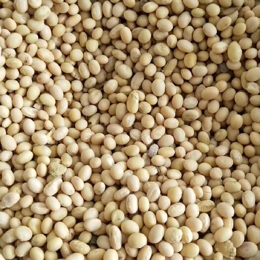 南通黄大豆 生大豆 1等品