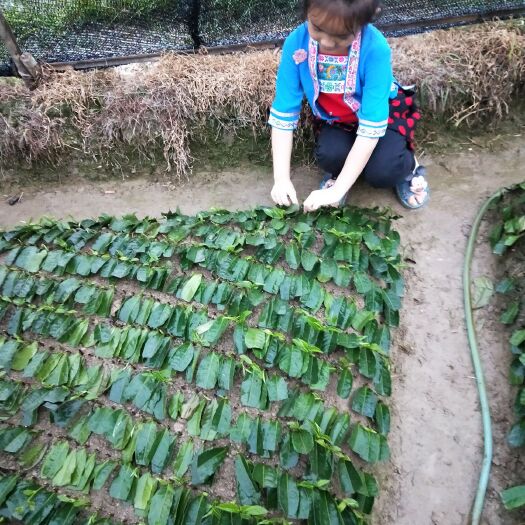 福云六号茶树苗 独本苗 0.5米以下