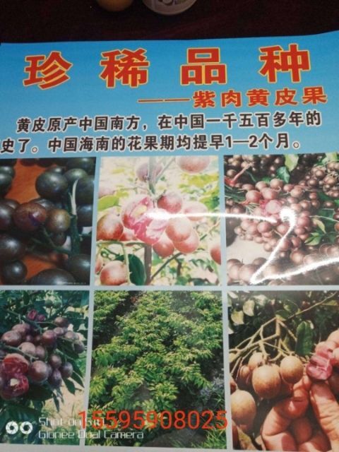 儋州市黑黄皮果苗 紫肉黄皮苗    真品
