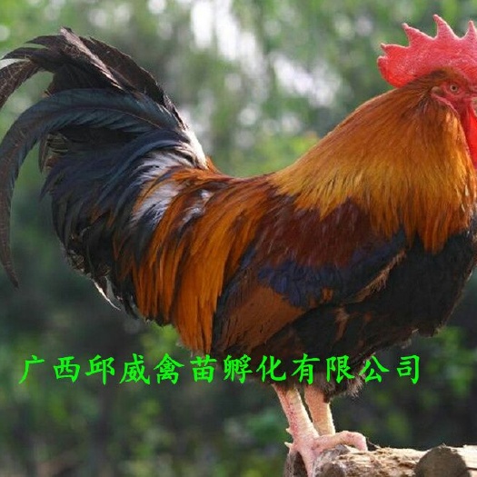 南宁清远2号麻鸡苗 公