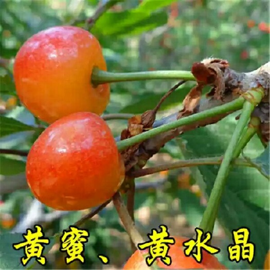 莱州市黄蜜