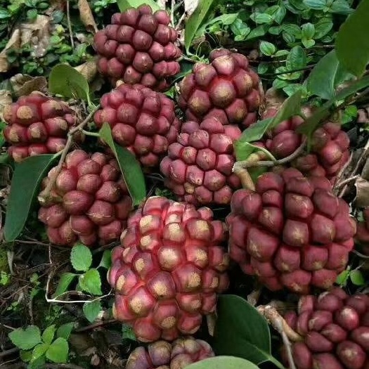 灵山县粉红黑老虎苗
