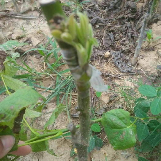 绛县薄皮核桃苗