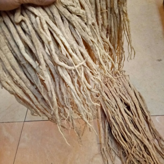 广州白条党参
