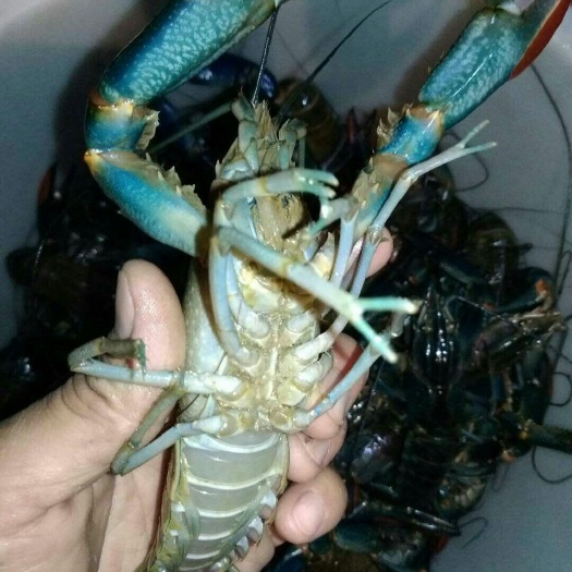 广州澳洲淡水小龙虾苗 