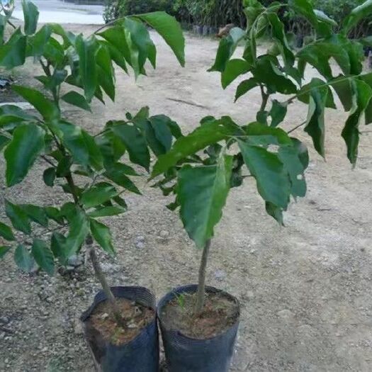 灵山县鸡心黄皮苗 