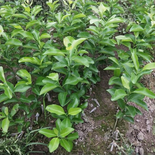 富川县纽荷尔脐橙苗 嫁接苗 0.5米以下