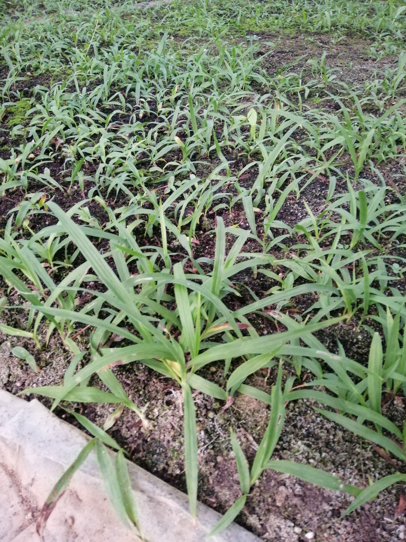 江口白芨种苗图片