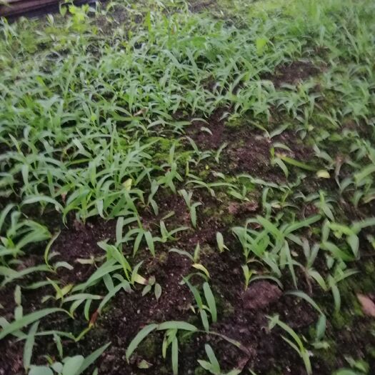 洛南县紫花白芨苗