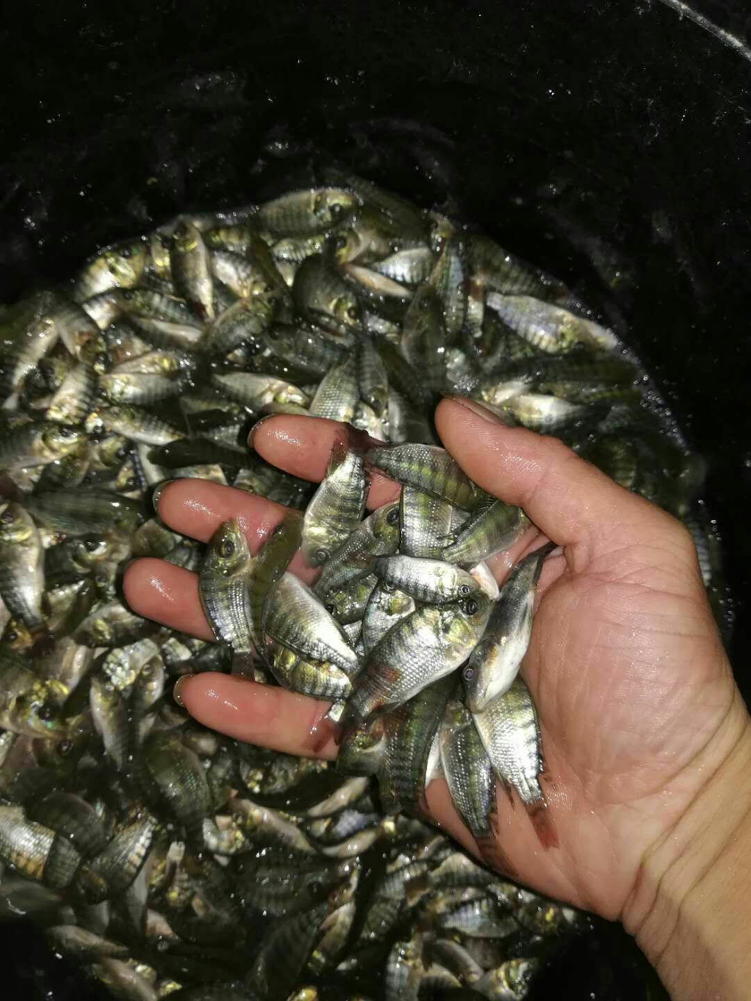 罗非鱼苗 