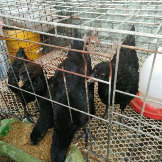 沭阳县 脱温五黑鸡苗  品种纯正  规范防疫  代为育雏