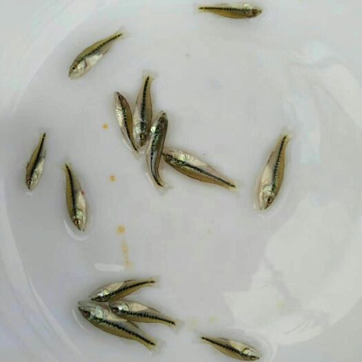 衡山县加州鲈鱼苗 