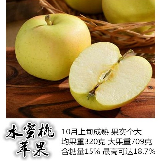 泰安爱妃苹果苗  美味苹果苗  土岐苹果苗 乐奇苹果华硕苹果苗