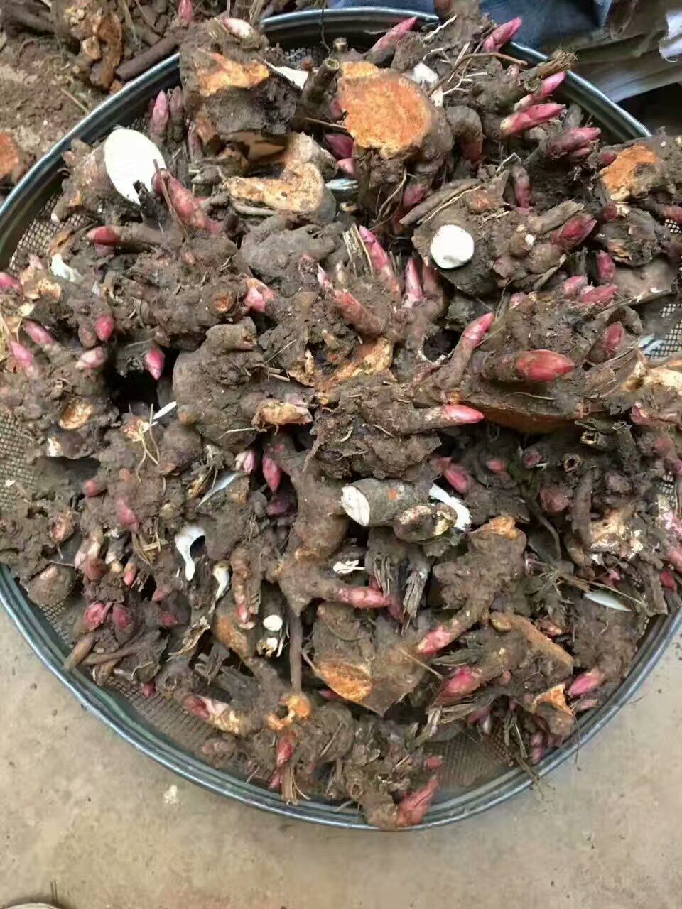 白芍