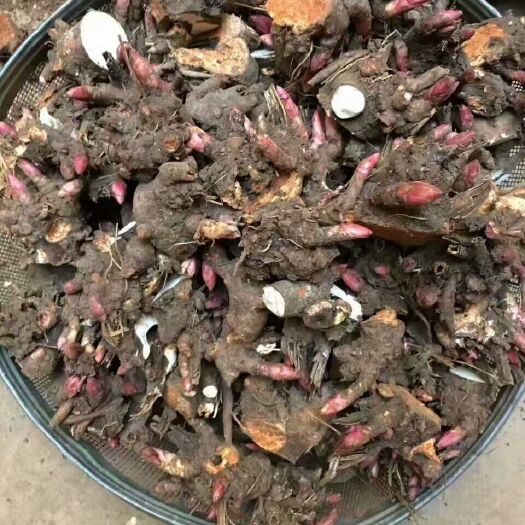 亳州白芍