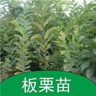 日照泰山板栗苗 实生苗 0.5~1米
