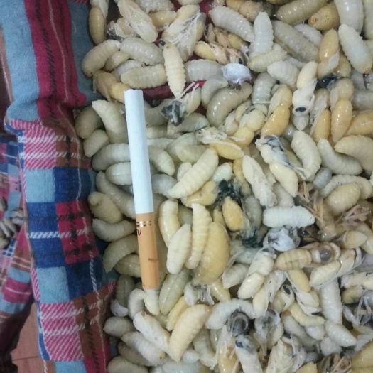 苍梧县 蜂蛹，三级蜂蛹