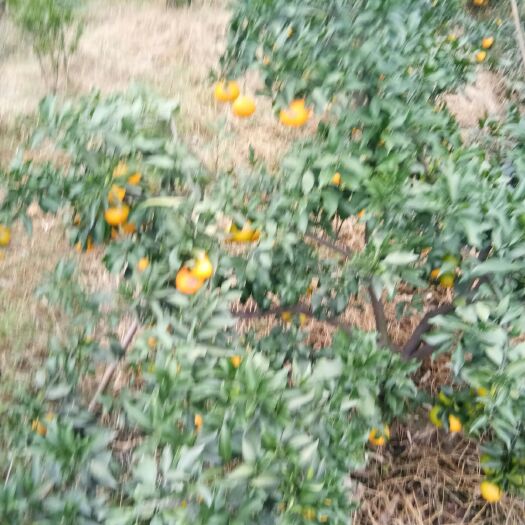 丹棱县爱媛38号柑桔 2.5 - 3cm 2 - 3两 