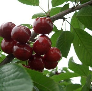 绛县俄罗斯8号樱桃苗