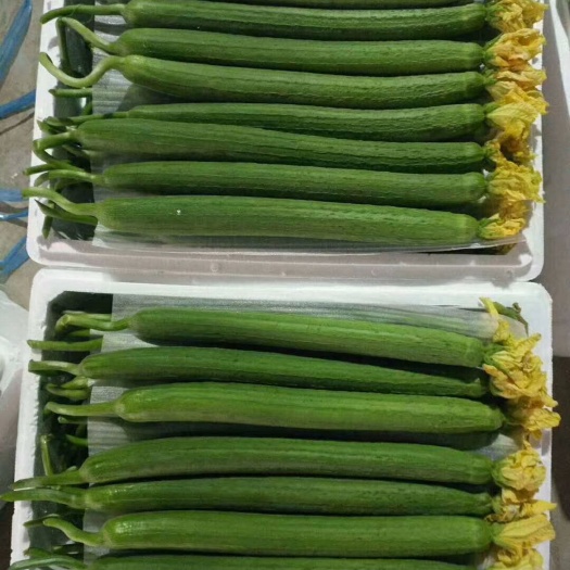 东海县鲜花丝瓜 45cm以上